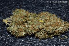 Ace of Spade x Astrodawg