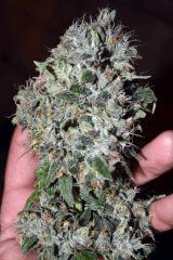 Raspberry OG x Alien Kush