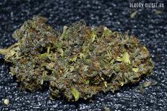 Bloody Diesel bx