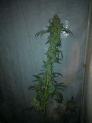 CF#2g