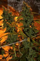 Critical Kush Flo+63