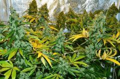 Critical Kush Flo+63