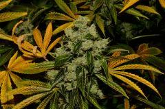 Critical Kush