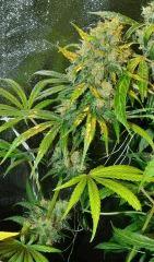 Arjan's Strawberry Haze Flo+63