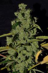 Critical Kush