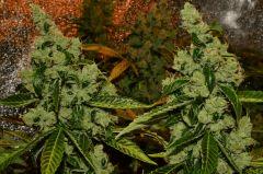 Critical kush Flo+63