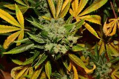 Critical Kush