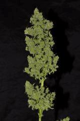 Critical Kush