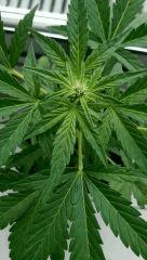 Speed Haze Auto Balcon