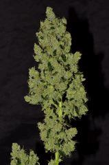Critical Ksh