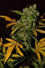 Critical Kush