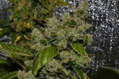 Critical Kush Flo+63