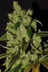 Critical Kush