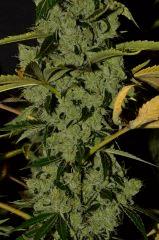 Critical Kush