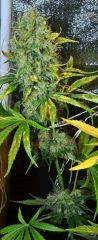 Arjan's Strawberry Haze Flo+63