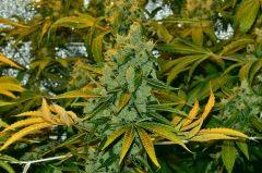 Critical Kush Flo+63