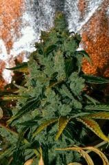 Critical Kush Flo+63