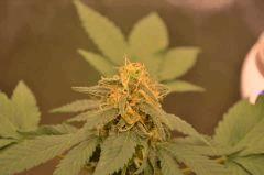 sp blue berry 9