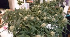 Critical Jack 06/01 FLO +35