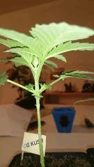 Og 28/10