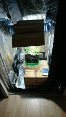 Box plante