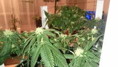 OG Kush 06/01 FLO +35