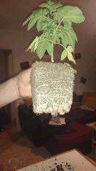 Rempotage OG Kush 11/11 CRO +30