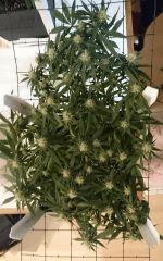 Critical Jack 06/01 FLO +35