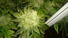 FLO + 95 => OG Kush