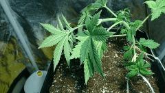 Palissage OG Kush 14/11 CRO +33