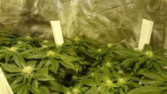 OG Kush FLO +36