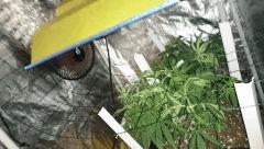 SCROG BOX cro + 51