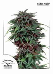 Durban Poison Dutch Passion