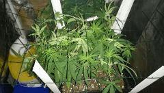 SCROG BOX cro + 51