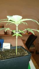 critical jack 28/10