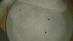 germination OG Kush et Critical Jack