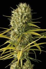 original amnesia