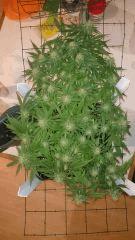 feuille jaune CJ  flo+43