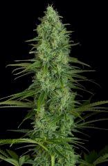 critical jack