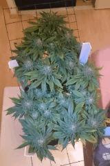 CJ 02/02 FLO+51