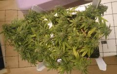 CJ 02/02 FLO+51