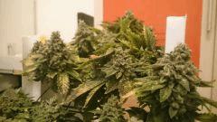 FLO + 95 => OG Kush