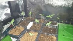 09/03/2016