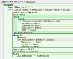 Gen original amnesia