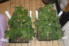 Les deux 17/12 FLO+15