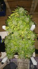 FLO + 95 => OG Kush