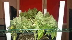 FLO + 95 => OG Kush
