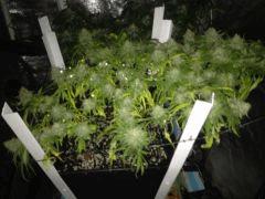 CJ 27/01 FLO+55