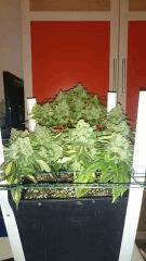 FLO + 95 => OG Kush