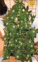OG Kush 06/01 FLO +35